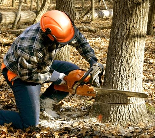 Tree Removal in Atlantic, VA